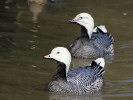 Emperor Goose (WWT Slimbridge March 2011) - pic by Nigel Key